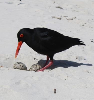 Betty's Bay Cottage - 251167