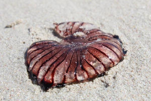 Betty's Bay Cottage - 251174