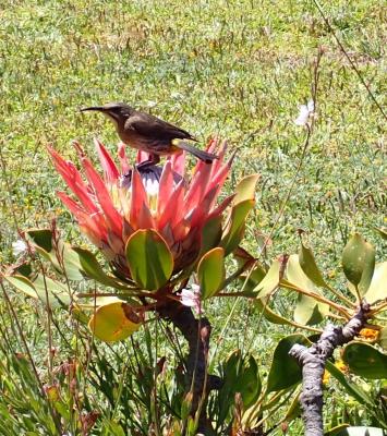 Betty's Bay Cottage - 251179
