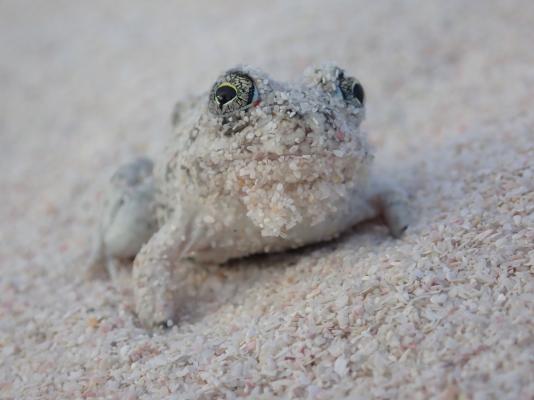 Betty's Bay Cottage - 251181