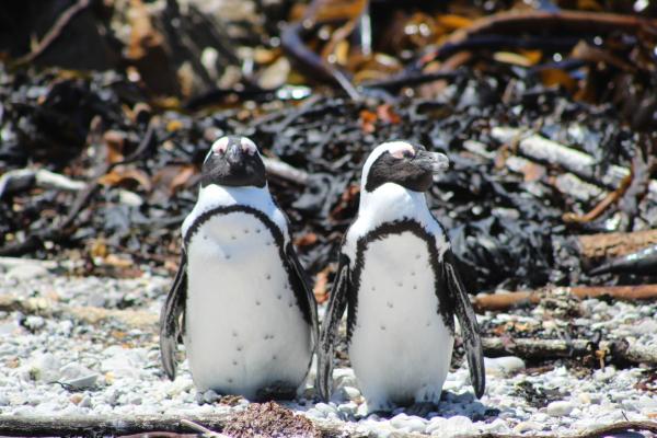 Betty's Bay Cottage - 251185