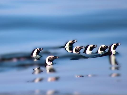 Southern Right Guest House - 251189