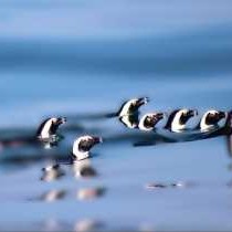 Southern Right Guest House - 251189