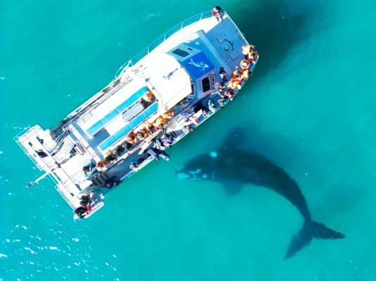 Southern Right Guest House - 251191