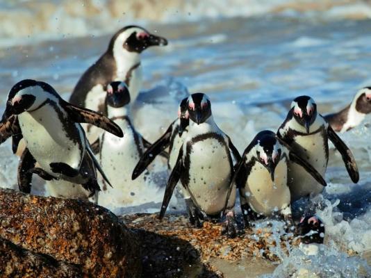 Southern Right Guest House - 251199