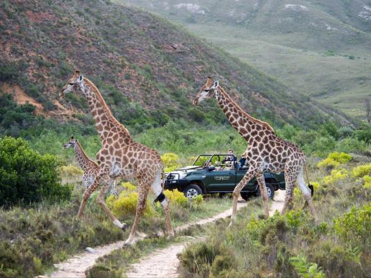 Gondwana Game Reserve  - 251429