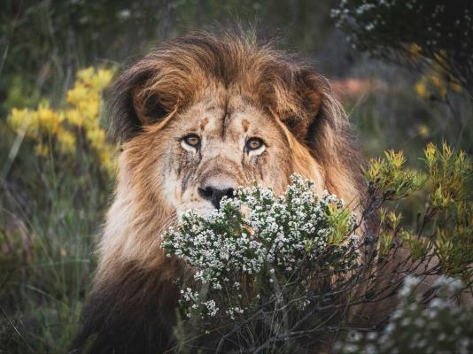 Gondwana Game Reserve  - 251431