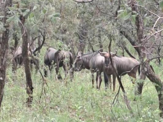 Impala Game Ranch - Garden view