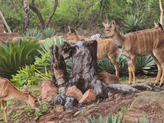 Impala Game Ranch - Natural landscape