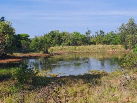 Impala Game Ranch - 252267