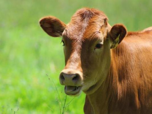 Jodev Farmstay - Neighbourhood