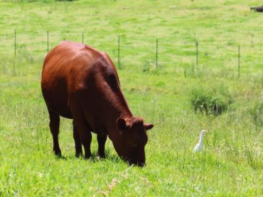 Jodev Farmstay - Natural landscape