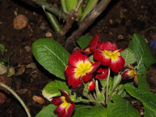 Rose Cottage - Garden