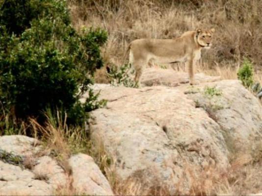 Kruger Tree Lodge - Neighbourhood