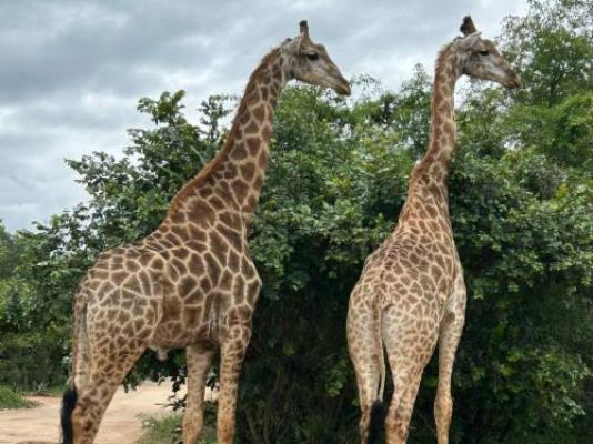 Kruger Tree Lodge - Neighbourhood