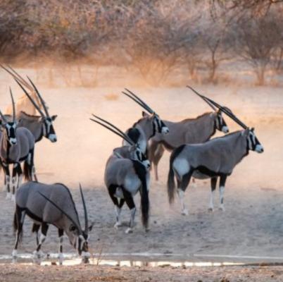 Deception Valley Lodge - 253117