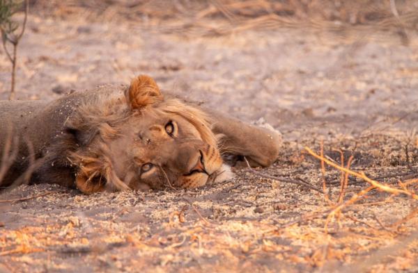 Deception Valley Lodge - 253124