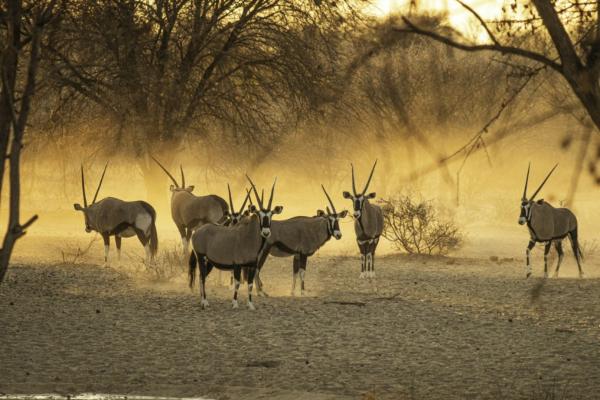 Deception Valley Lodge - 253127