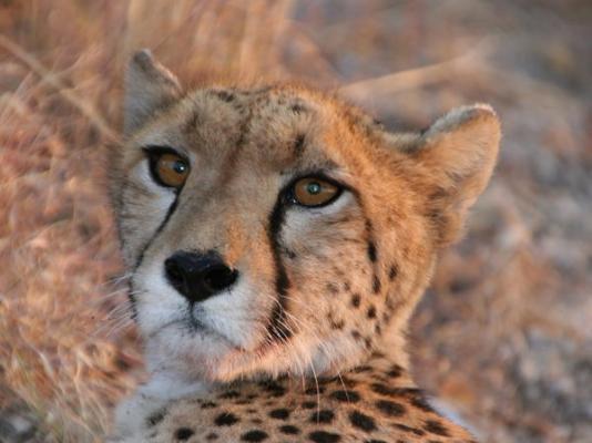 Aloegrove Safari Lodge - 253788