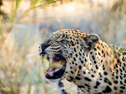 Aloegrove Safari Lodge - 253796