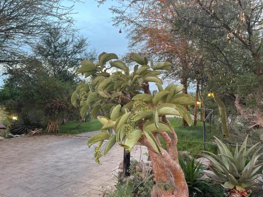 Aloegrove Safari Lodge - 253802