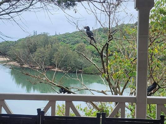 Montego Bay 32 and 9 - 253996