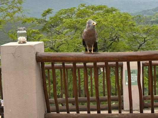 Chestnut Country Lodge - 254152