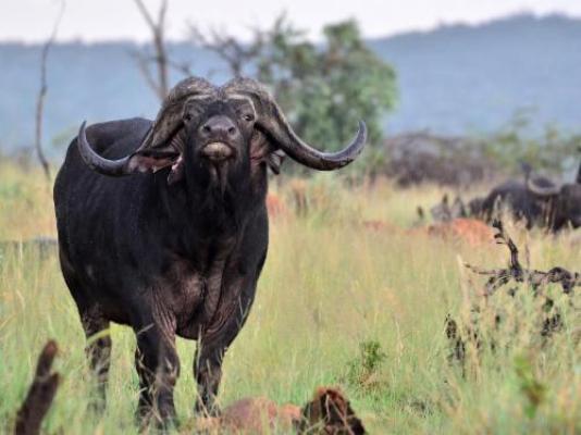 Vula Valla Game & Safaris - Natural landscape