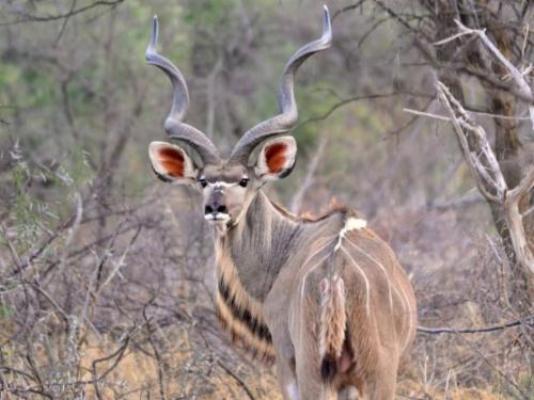 Vula Valla Game & Safaris - Natural landscape