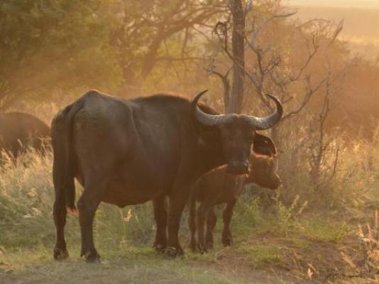 Vula Valla Game & Safaris - Natural landscape