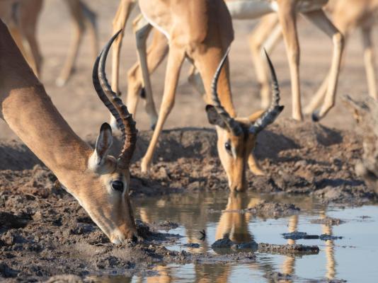 Mohlabetsi Safari Lodge - 254703