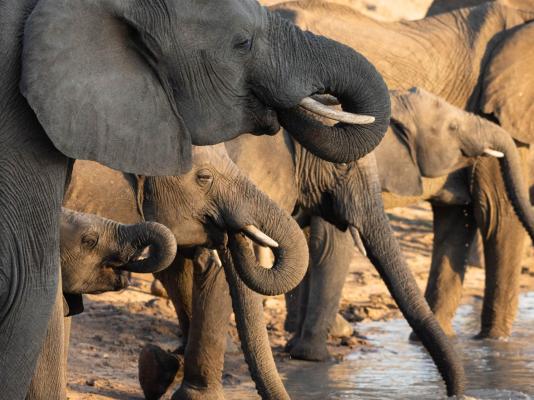 Mohlabetsi Safari Lodge - 254723