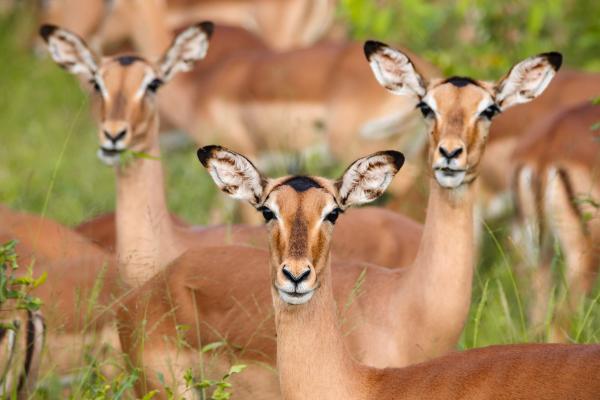 Franks Bush Camp - 254767