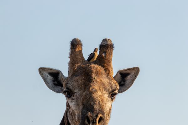 Franks Bush Camp - 254770