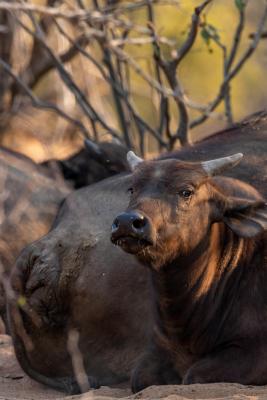 Franks Bush Camp - 254773