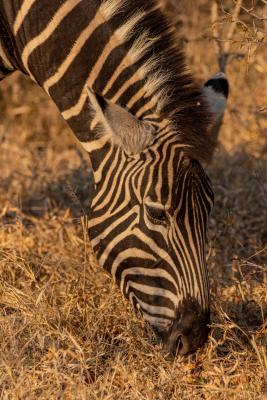 Franks Bush Camp - 254774