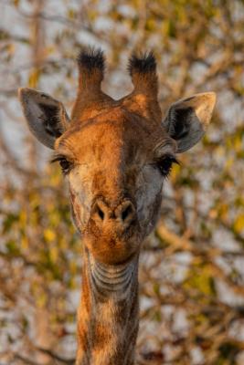 Franks Bush Camp - 254775