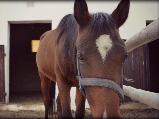 De Stallen Guest House - 254940