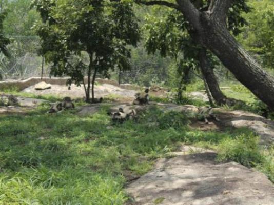 Zabini Lodge and Game Drive - Neighbourhood