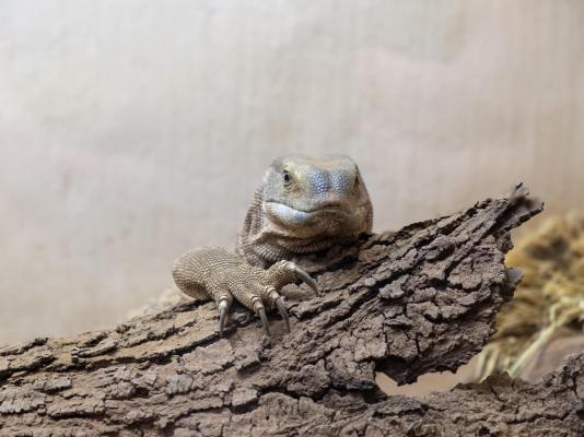 Zebra Nature Reserve - 255490