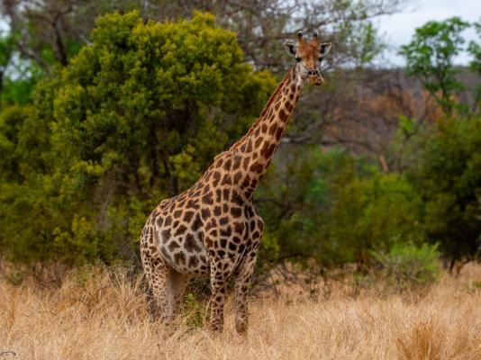Zebra Nature Reserve - 255491
