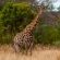 Zebra Nature Reserve - 255491
