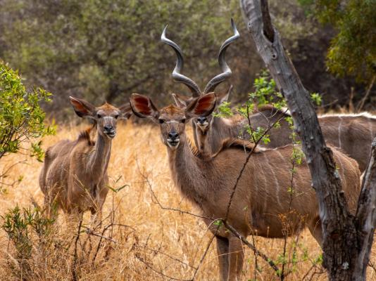 Zebra Nature Reserve - 255498
