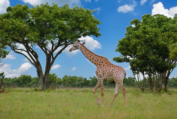 iKhaya LamaDube Game Lodge - 255725