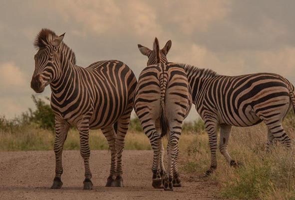 iKhaya LamaDube Game Lodge - 255727