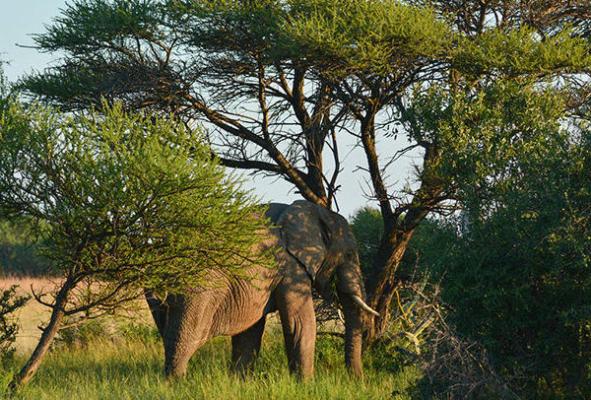 iKhaya LamaDube Game Lodge - 255731