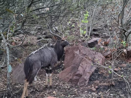 Waterfall Safari Lodge - 255819