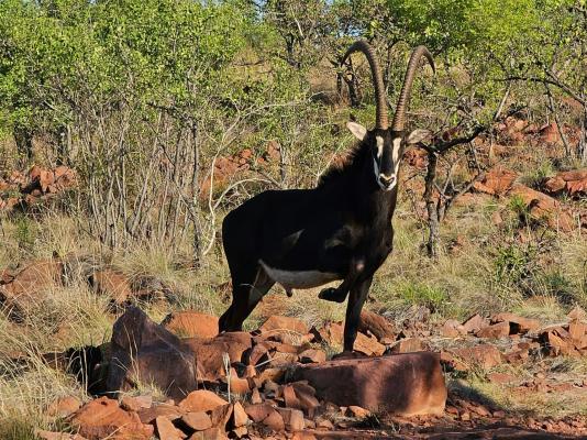 Waterfall Safari Lodge - 255821