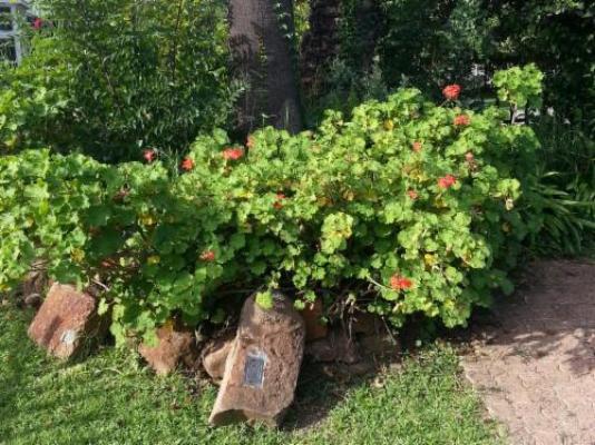 Boer en Brit Self-Catering Guest House - Garden view