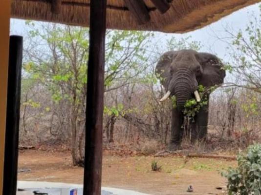 Phumula Bush Villa - View (from property/room)